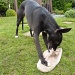 How to Demolish an old slipper : Whippet Style by phil_howcroft