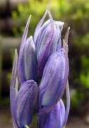 16th May 2012 - Bluebell Macro (Bluebelle spelling sounds better though) 