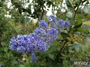 16th May 2012 - California Lilac