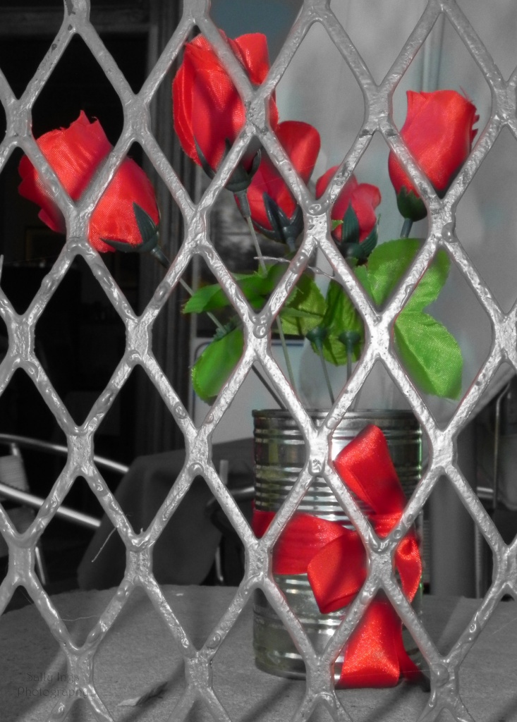 Caged Roses by salza