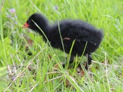 16th May 2012 - Fluffy moorhen chick