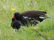 16th May 2012 - Mother moorhen feeding her little one