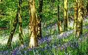 16th May 2012 - bluebells