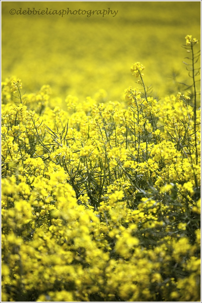 16.5.12 rapeseed by stoat