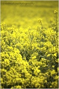 16th May 2012 - 16.5.12 rapeseed