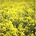 16.5.12 rapeseed by stoat