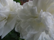 16th May 2012 - Pillows of Softness