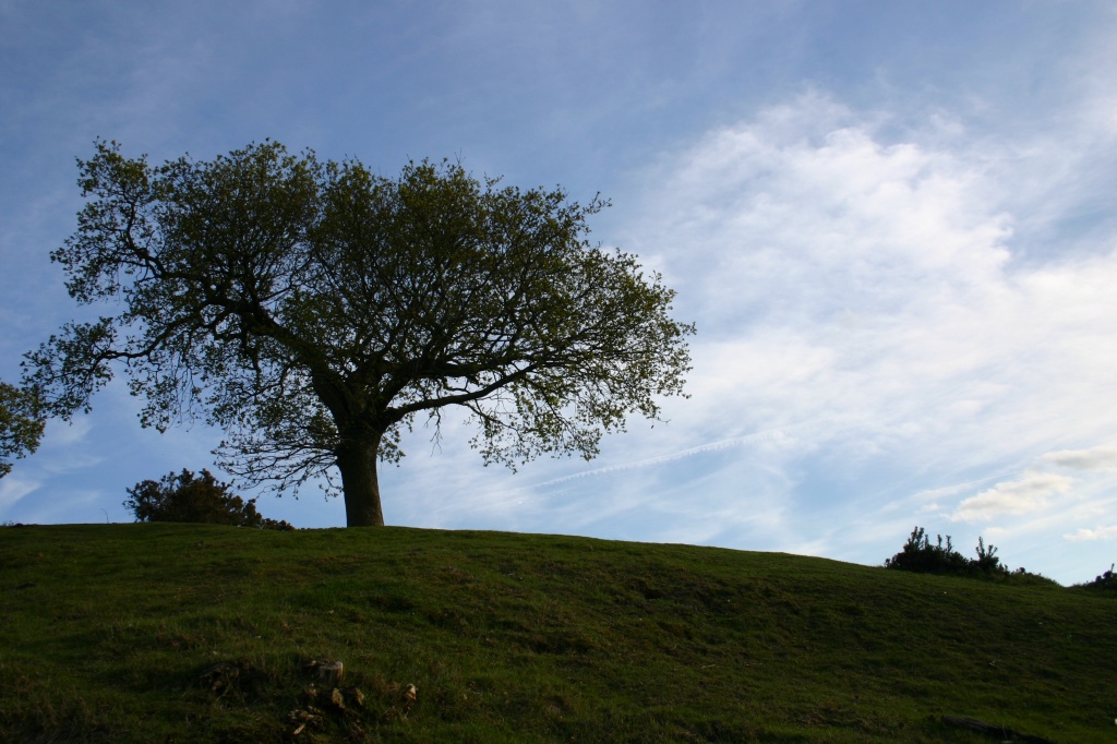 Lonesome Oak by shepherdman