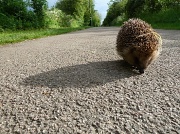 15th May 2012 - Road hog 