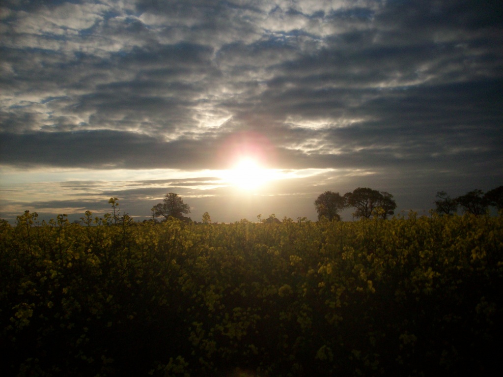 Sunset over a rape field by lellie