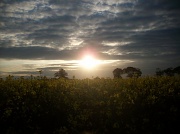 16th May 2012 - Sunset over a rape field
