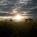 Sunset over a rape field by lellie