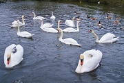 3rd May 2012 - Twelve Swans a'Swimming