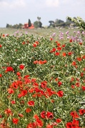 13th May 2012 - Italian Countryside