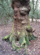 5th May 2012 - Ancient Oak