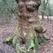 Ancient Oak by moominmomma