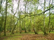 4th May 2012 - Birch Wood