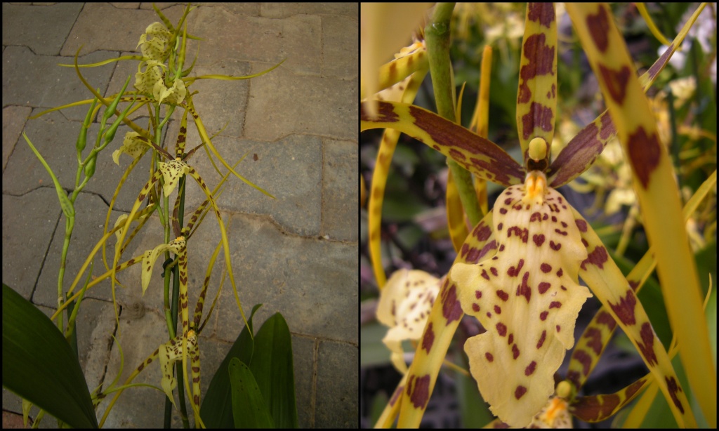 Odontoglossum Orchid by pyrrhula