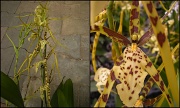 17th May 2012 - Odontoglossum Orchid