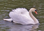 7th May 2012 - Mating Time