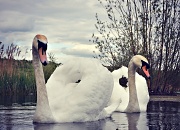 16th May 2012 - Swanning About