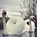 Swanning About by andycoleborn