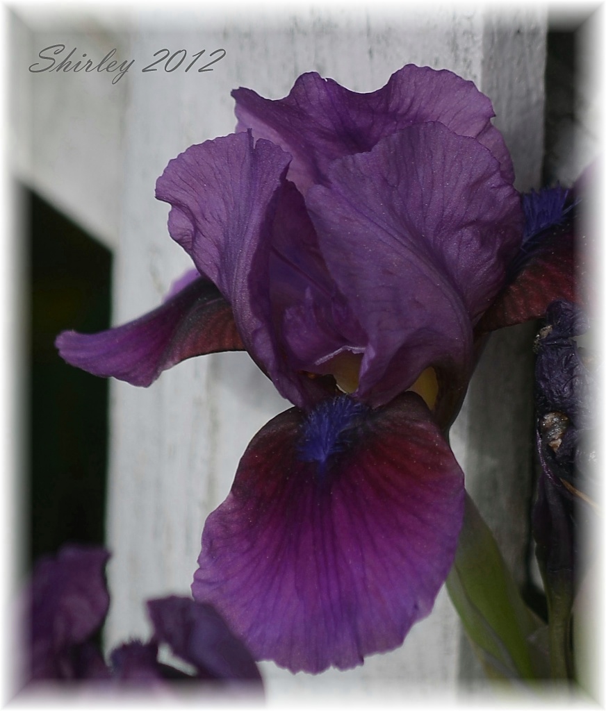 purple iris by mjmaven
