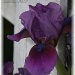 purple iris by mjmaven