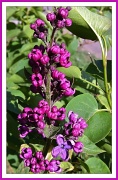 16th May 2012 - Lilac Lilac