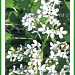 White Lilac by marilyn