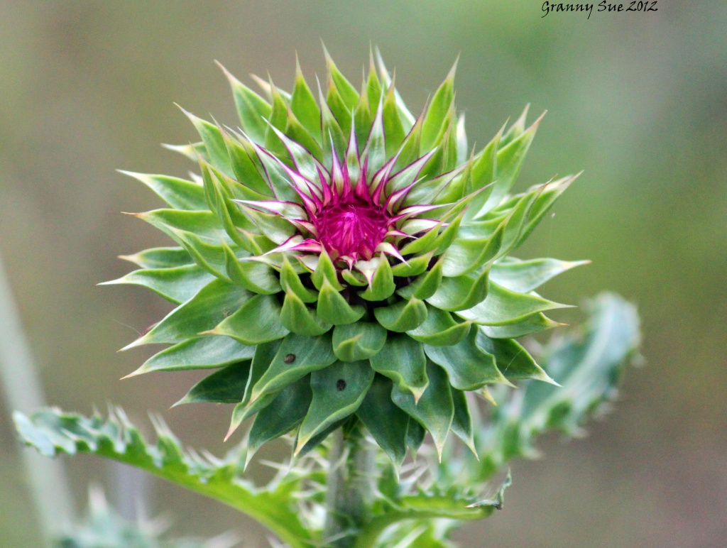 Thistle open by grannysue
