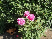 16th May 2012 - Roses!