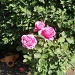 Roses! by kchuk