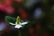 16th May 2012 - Chameleon Plant