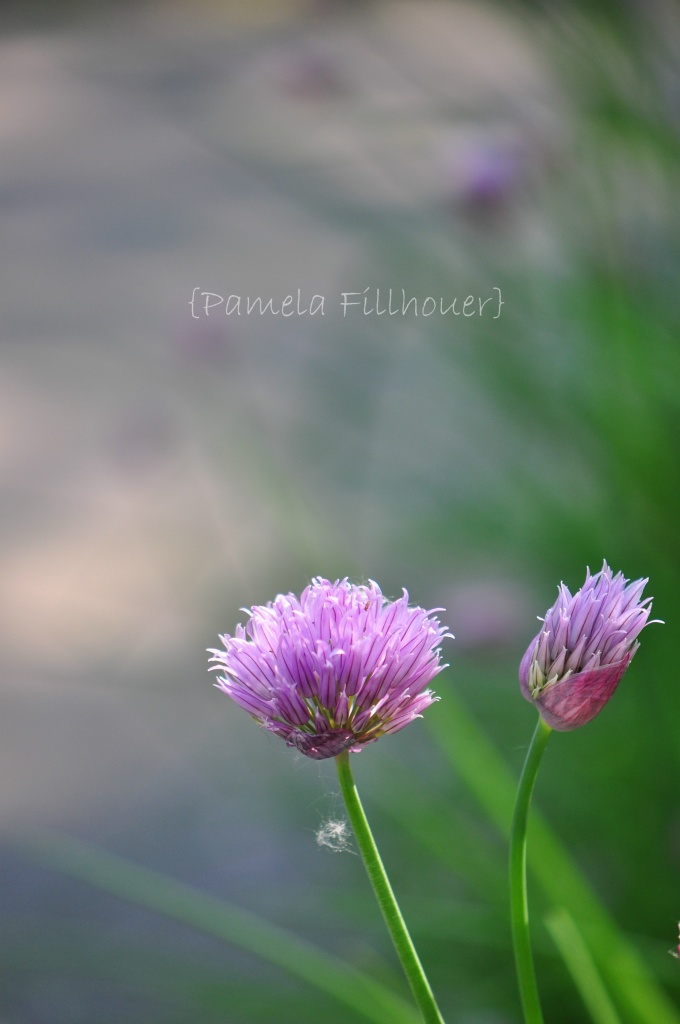 chives... by earthbeone