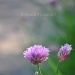 chives... by earthbeone