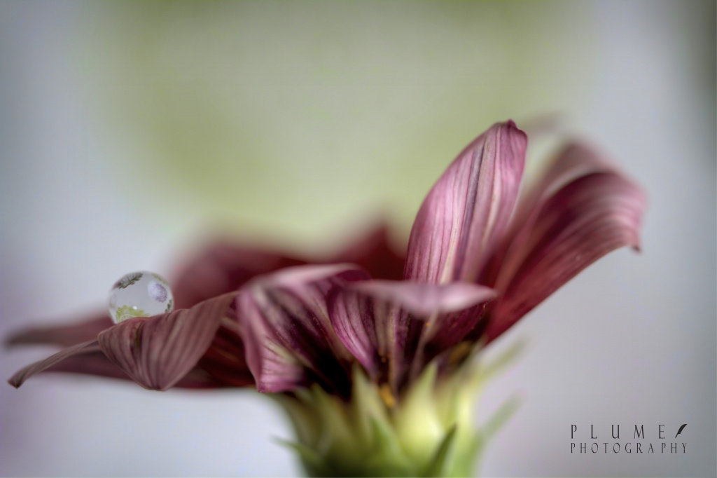Flower and droplet by orangecrush