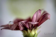 16th May 2012 - Flower and droplet