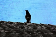 8th May 2012 - Crazy Crow