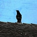 Crazy Crow by melinareyes