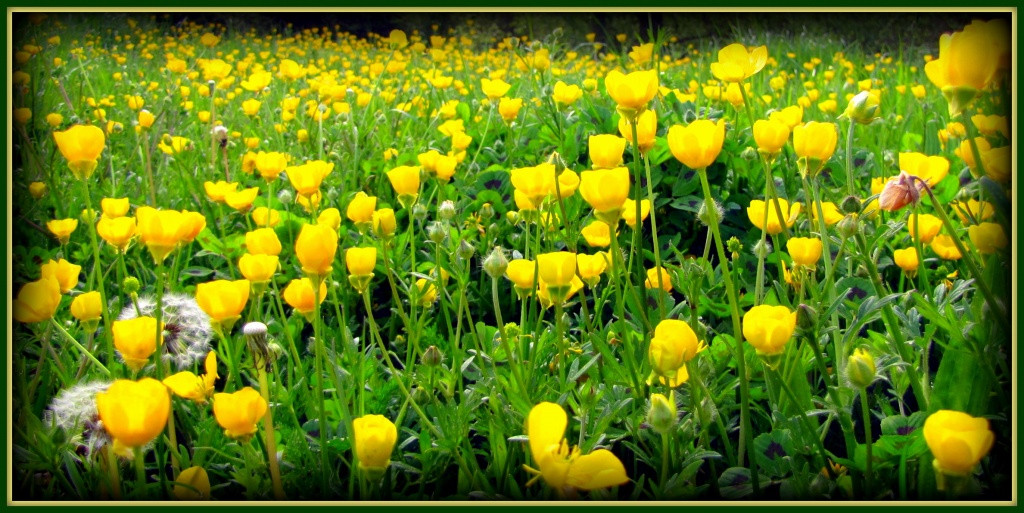 Buttercups by busylady