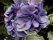 17th May 2012 - purple hydrangea