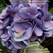 purple hydrangea by summerfield