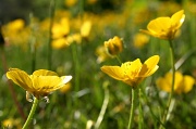 16th May 2012 - Buttercups 