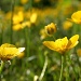 Buttercups  by lauriehiggins