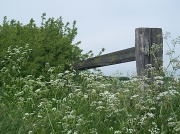 17th May 2012 - Cow Parsley at the fields edge