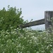 Cow Parsley at the fields edge by lellie
