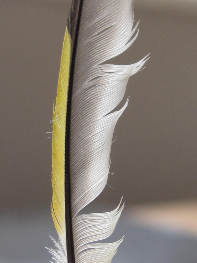 goldfinch feather by mariadarby