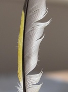 17th May 2012 - goldfinch feather