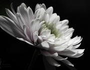 17th May 2012 - Flower